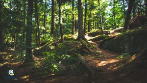 Lee más sobre el artículo Fabricar papel no implica deforestar los bosques