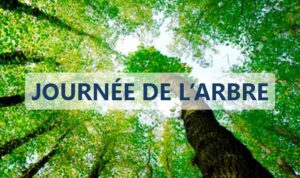 Lire la suite à propos de l’article Célébrer la Journée de l’arbre avec des emballages en papier